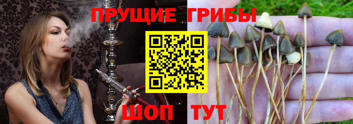 Дальнереченск  Галлюциногенные грибы MAGIC MUSHROOMS  Вход с VPN 